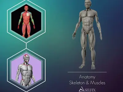 Anatomy Skeleton and Muscles 3D Model Low-poly 3D model