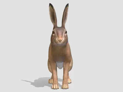 Hare - Male Low-poly 3D model