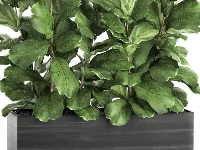 Ficus lyrata trees in a pot for the interior 863 3D model