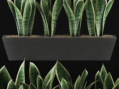 Plants Collection 47 3D model