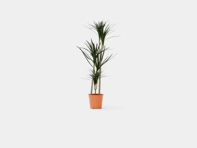 Dracaena marg 3 stem Low-poly 3D model