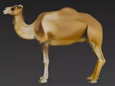 Camel 3d Model 3D model