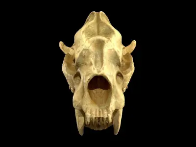 SaberTooth Skull Low-poly 3D model