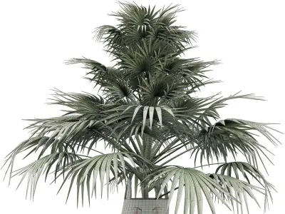 Plants Collection 142 Sabal Minor 3D model