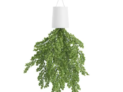 3D Plants IV CGAxis Models Volume 60 VRay 3D model