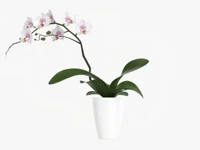 Orchid flower in pot 3D model