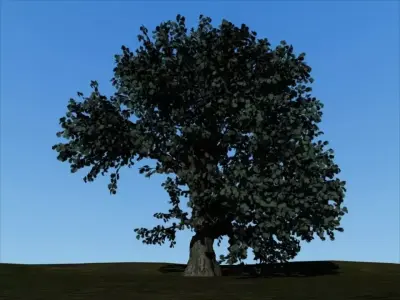 oak tree Free 3D model purchase