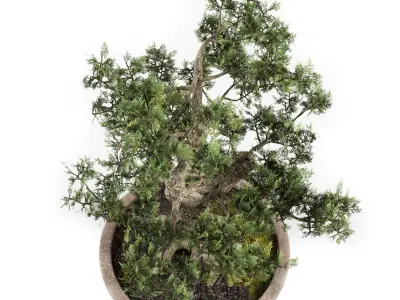 Bonsai tree 02 3D model