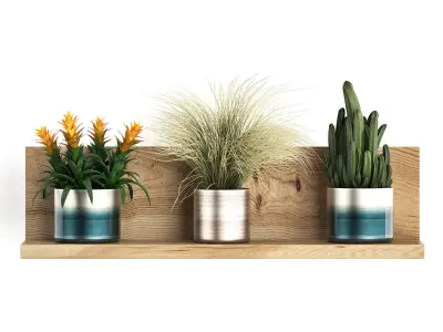 Collection of Exotic Plants 409 3D model