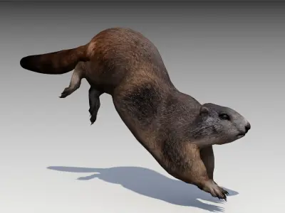 Marmot beaver Low-poly 3D model