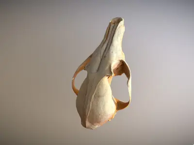 Small photorealistic Skull Low-poly 3D model