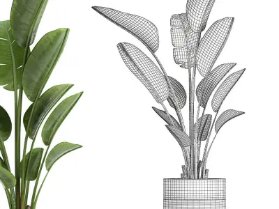 Strelitzia in a pot for the interior 723 3D model