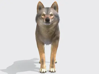 Wolf - Male Low-poly 3D model