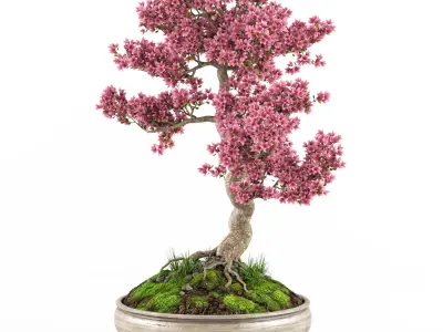 Sakura Bonsai tree 3D model