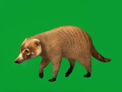 Coatis  Coatimundis Nasus Low-poly 3D model