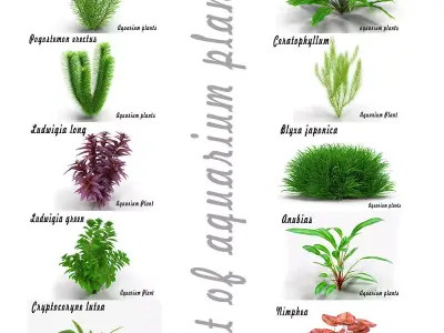 Set of aquarium plants 3D model