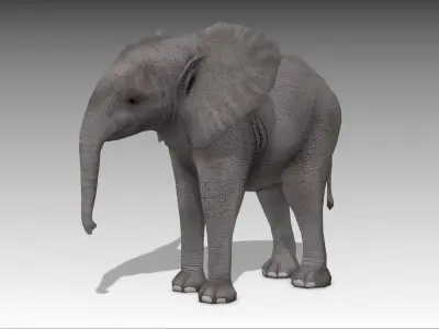African Elephant Calf Low-poly 3D model