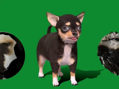 Short Haired Chihuahua Puppy Dog Low-poly 3D model