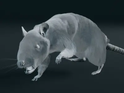 Rat - Realistic 3D model