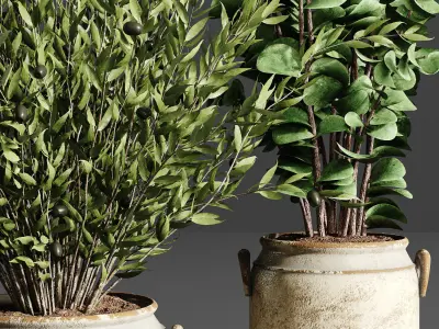 Indoor plant collection 24 3D model