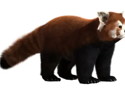 Red panda with realistic fur 3D model