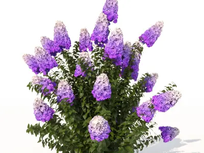 hydrangea 02 3D model