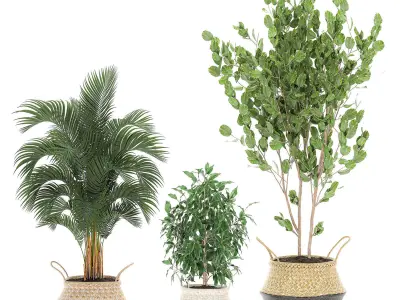 Decorative  trees for the interior in basket 560 3D model