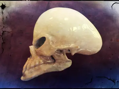 Alien Skull  Free 3D model
