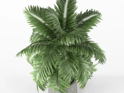 Plants collection 219 3D model