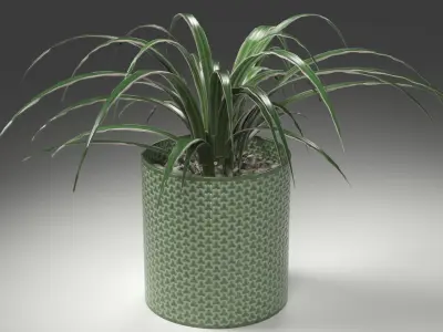 A Spider Plant in Plant Pot Low-poly 3D model