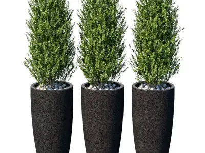 Plant in the pot II 3D model