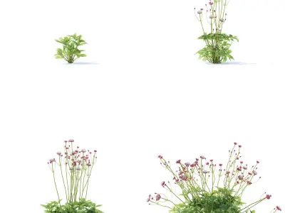 Astrantia major ruby cloud 3D model