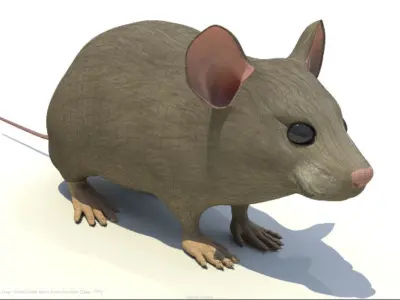 Mouse - animal 3D model