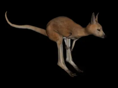 t12-joey kangaroo 3D model