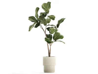 Beautiful Ficus lyrata tree in a flower pot for decoration 1247 3D model