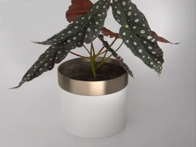 Begonia-maculata plant in vase 3D model