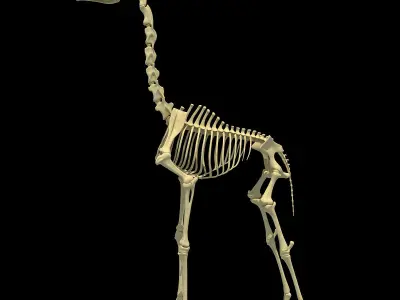 Realistic Giraffe Skeleton 3D model
