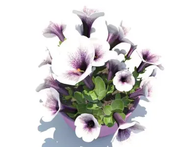 Petunia-summer flower 3D model
