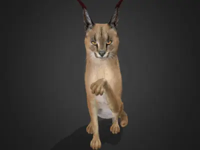Caracal - Cat Realistic Animated 3D model