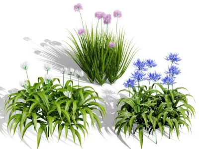 Flander Agapanthus Flowering Plants Low-poly 3D model