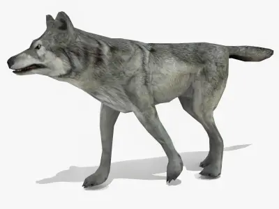 Wolf - Animated Low-poly 3D model