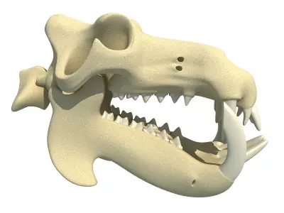 Hippo Skull  3D model