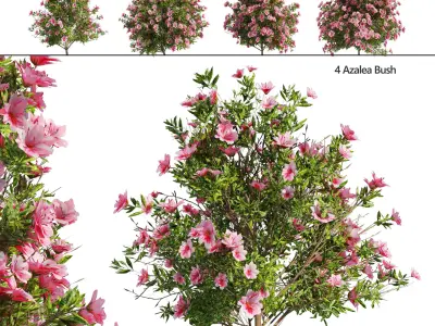 4 spring Azalea Flower Bush 3D model