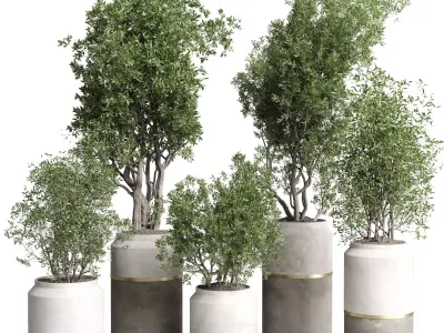 Indoor plant set 367 concrete vase plant tree shrub Low-poly 3D model