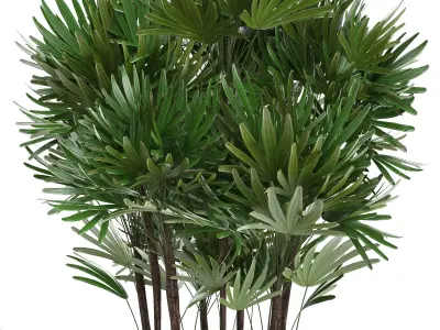 Rhapis palms 3D model