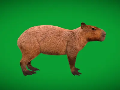 Capybara Low-poly 3D model