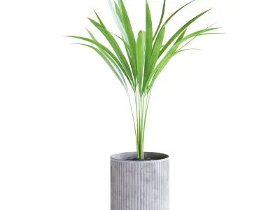Areca Palm 3D model