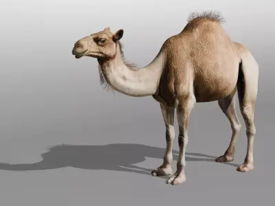 3D Camel Model Low-poly 3D model