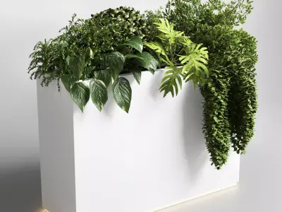 Indoor plant 29 in white bax pot Low-poly 3D model