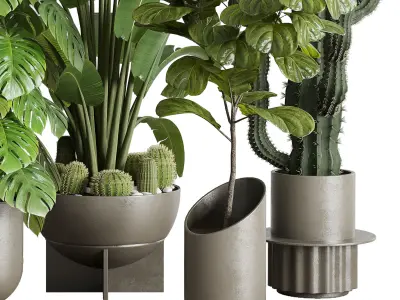 indoor plant set 353 ravenala palm lyrata cactus concrete dirt Low-poly 3D model